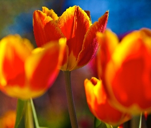 Żółte, Tulipany, Pomarańczowo