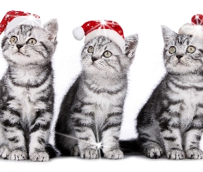 Trzy, Kotki, Świąteczne