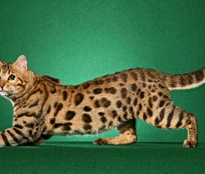 Kotek, Bengalski
