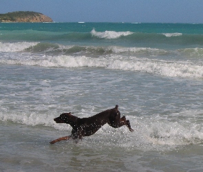 Doberman, Plaża, Biegnący