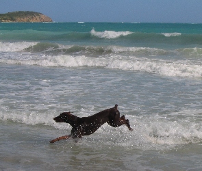 Biegnący, Plaża, Doberman