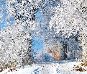 Zima, Drzewa, Oszronione, Droga
