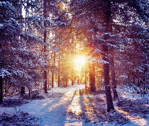 Las, Przebijające Światło, Zima