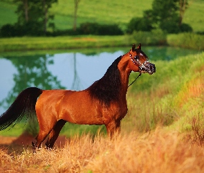 Koń, Staw, Arab