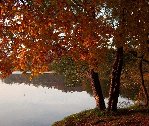 Krajobraz, Jesień, Jezioro, Drzewa