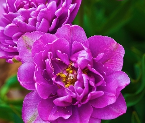 Fioletowe, Tulipany