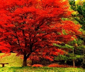 Park, Ławeczka, Jesień