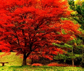 Park, Ławeczka, Jesień