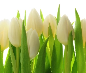 Białe, Tulipany
