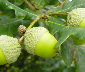 Liście, Dębu, Żołędzie
