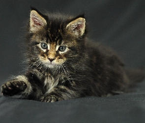 Kotek, Maine Coon