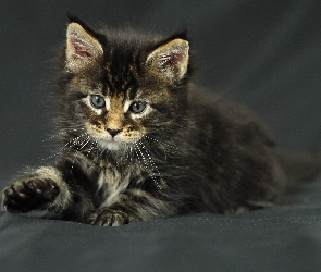 Maine Coon, Kotek