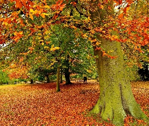 Park, Jesień, Drzewa, Liście, Alejki