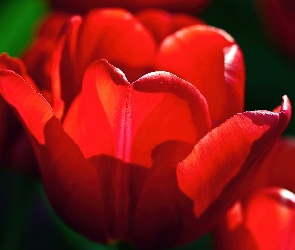 Czerwony, Tulipan