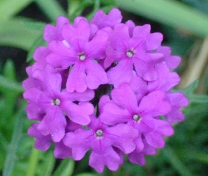 Werbena ogrodowa, Fioletowa
