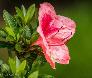 Różanecznik, Azalia