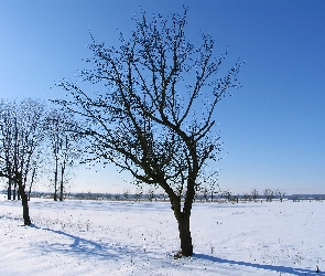 Śnieg, Drzewa