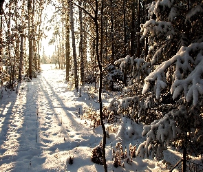 Drzewa, Ośnieżone, Las, Zima