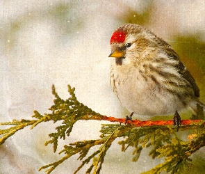 Czeczotka, Gałązka