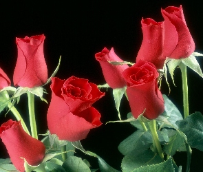 Róże, Czerwone