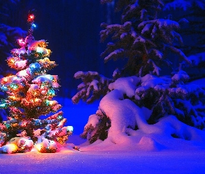 Oświetlona, Święta, Zima, Choinka