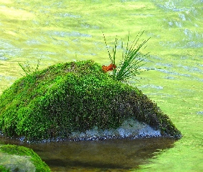 Rzeka, Mech, Kamień