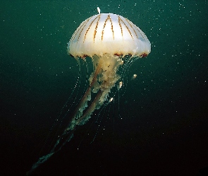 Głębiny, Meduza