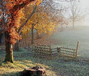 Jesień, Drzewa, Pień, Drewniane, Ogrodzenie, Mgła