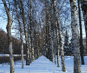 Śnieg, Alejka, Brzozy, Drzewa