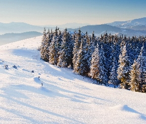 Drzewa, Śnieg, Góry, Iglaki, Las