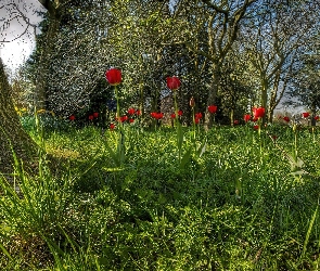 Drzewa, Tulipany, Czerwone, Trawy, Ogród