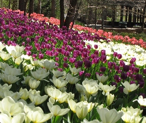 Białe, Tulipany, Czerwone, Różowe