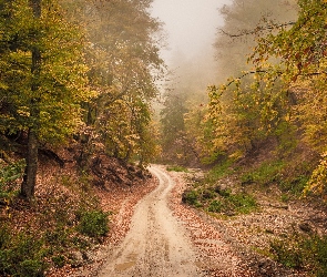 Las, Jesień, Mgła, Droga
