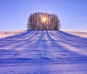 Śnieg, Słońce, Drzewa, Przebijające, Pole