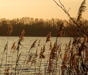 Słońca, Zachód, Jezioro, Trzcina