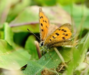 Brązowy, Motyl