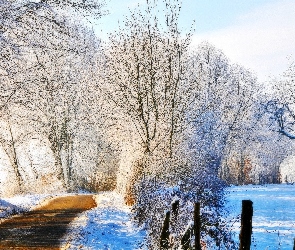 Śnieg, Drzewa, Droga