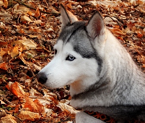 Husky, Liście, Suche