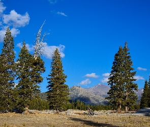 Stany Zjednoczone, Drzewa, Park Narodowy Yosemite, Góry, Stan Kalifornia