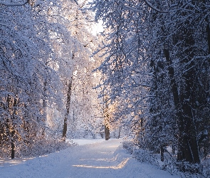 Las, Zima, Przebijające, Światło, Droga