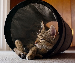 Kot, Tuba