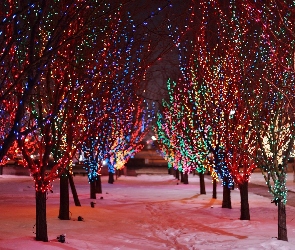 Oświetlone, Śnieg, Alejka, Świątecznie, Drzewa