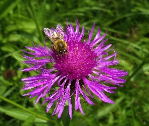 Ostu, Pszczoła, Kwiat