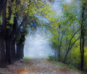 Mgła, Ścieżka, Las