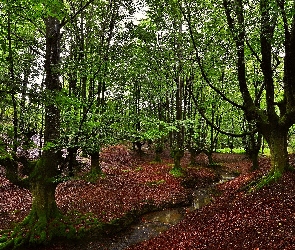 Strumyk, Krajobraz, Las