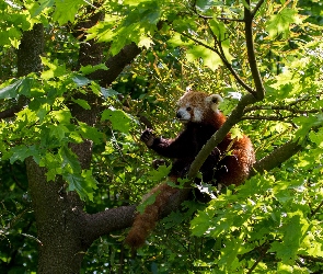 Drzewo, Pandka ruda, Panda, Miś