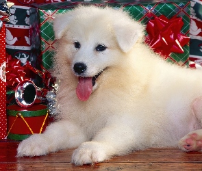 Pies, Szczeniak, Narodzenie, Boże, Prezenty, Biały