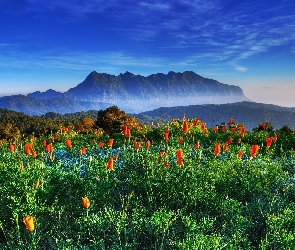 Las, Tulipany, Góry