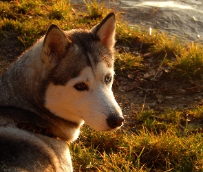 Husky, Trawa, Spojrzenie