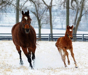 Koń, Śnieg, Źrebak